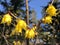 Yellow spring flowers in the garden