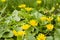 Yellow spring flowers - Lesser celandine (Ranunculus ficaria, Ficaria grandiflora Robert, Ficaria verna Huds.)