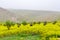 Yellow spring flowers near Gobeklitepe, Sanliurfa - Turkey