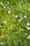 Yellow spring flowers and overblown dandelions on a sunny meadow