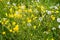 Yellow spring flowers and overblown dandelions on a sunny meadow