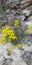 yellow spring, life, rock, tipova, you want to live