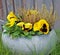 Yellow spring pansies flowers after rain