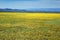 Yellow spring steppe