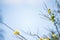 Yellow, spring, subtle flowers on blurry, blue background