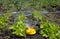 Yellow sprinkler over lawn watering lettuce