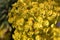Yellow Spurge Blossom