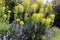 Yellow spurge with bluebells