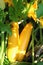 Yellow Squash