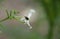 Yellow Squash Beetle (Aulacophora indica) perched on the flower