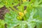 Yellow squash blooms in the bed. Home farming. White Spots on Plant Leaves