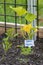 Yellow Squash Blossom In Small Garden