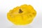 Yellow squash closeup