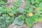 Yellow squash flower and young fruit at kitchen garden farm in Vietnam