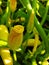 Yellow Squash Flowers PA