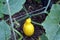 Yellow squash growing on a vine in land