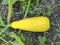 Yellow squash grows in the garden among green leaves. harvest, summer, horticulture, vegetable, farm