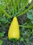 Yellow squash grows in the garden among green leaves. harvest, summer, horticulture, vegetable, farm