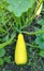 Yellow squash grows in the garden among green leaves. harvest, summer, horticulture, vegetable, farm