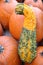 Yellow squash and pumpkins front cover for fall season