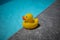 Yellow squeaky duck is on the edge of a swimming pool