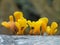 Yellow Staghorn Fungus On Log