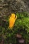 Yellow stagshorn, Calocera viscosa