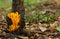 Yellow stagshorn (Calocera viscosa)