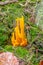 Yellow stagshorn mushroom, Calocera viscosa