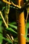 Yellow stalk of bamboo with grean leaves visible in background and some beetle, possibly of family Rosalia