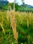 Yellow stalk of a grain plant, Poland