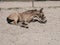 A yellow stallion foal in a horse arena. The foal is in the sand