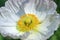 Yellow stamen of white poppy flower