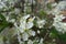 Yellow stamens and white petals of flowers of sour cherry in April