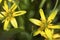 Yellow star-of-bethlehem