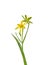 Yellow Star-of-Bethlehem (Gagea lutea)