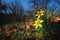 Yellow Star Of Bethlehem, Gagea Lutea