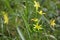 Yellow star of Bethlehem Gagea lutea, group of flowers in the grass, blooming in early spring , copy space