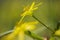 yellow star-of-Bethlehem, Weidegeelster, Gagea pratensis