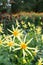 Yellow Star Dahlia blossoms in public park