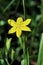 Yellow Star-grass   21232