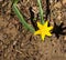 Yellow Star Grass - Hypoxis hirsute