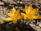 Yellow star shaped crocus