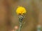 Yellow star-thistle flower