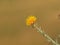 Yellow star-thistle flower, Centaurea solstitialis