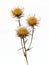 Yellow star-thistle isolated, white background