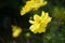Yellow Starburst flower