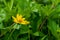 Yellow stargrass flowers are found in open woodland