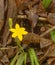 Yellow Stargrass â€“ Hypoxis hirsuta
