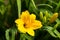 Yellow Stella de Oro Daylily